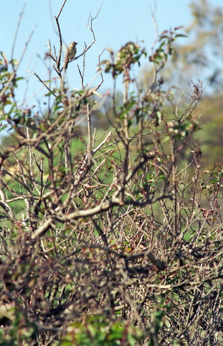 woods bird finch