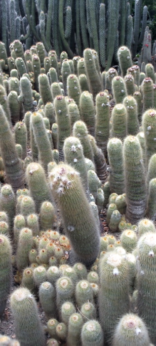 garden plant cactus