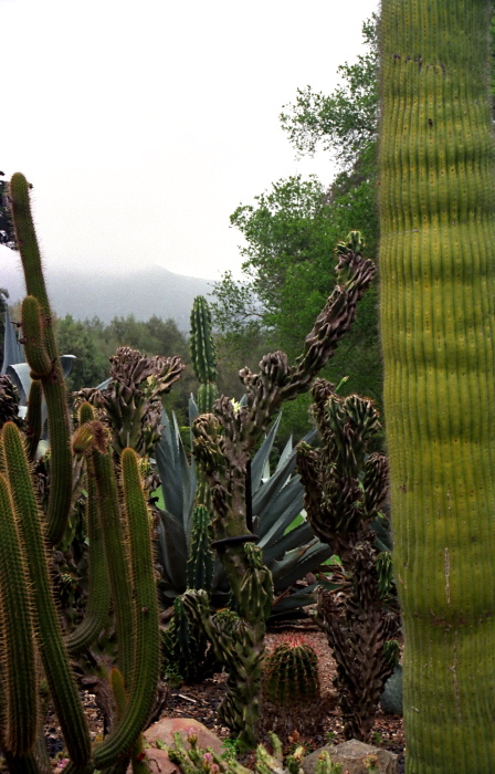 garden plant cactus