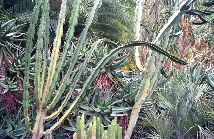 garden plant cactus