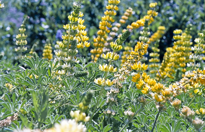 garden flower plant lupine