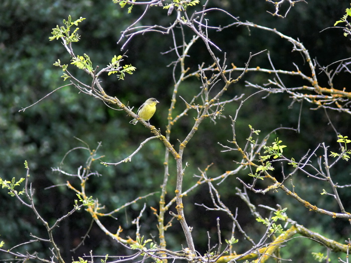  bird finch