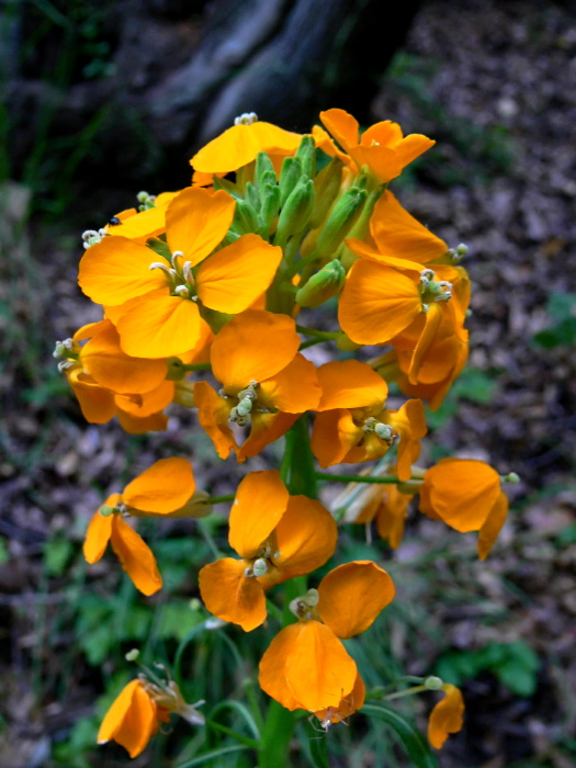  flower plant wallflower