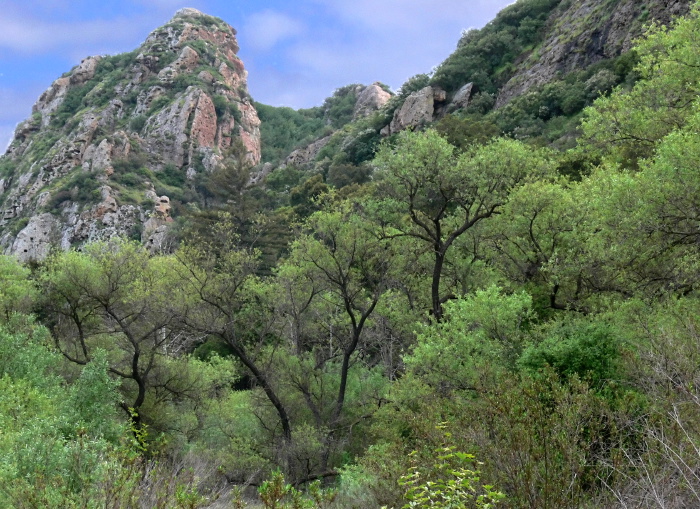 rock mountain woods