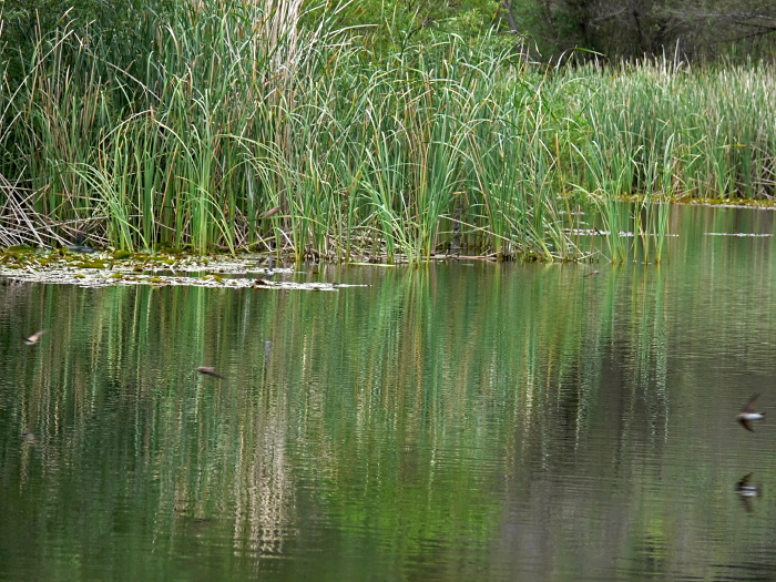 lake bird swallow plant grass