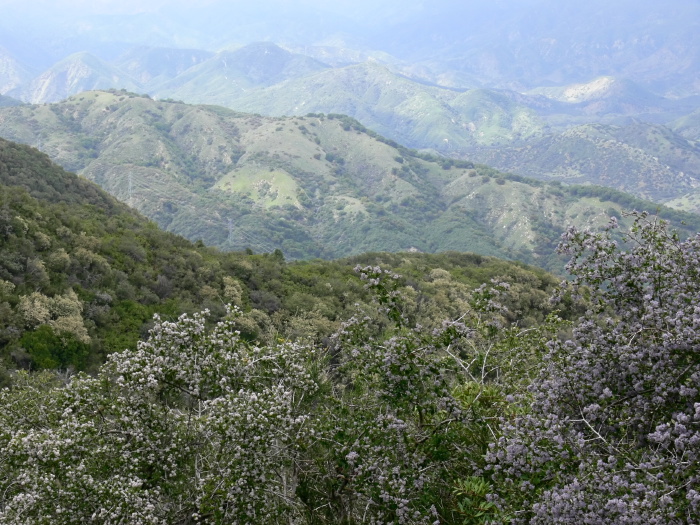 mountain plant ceanothus