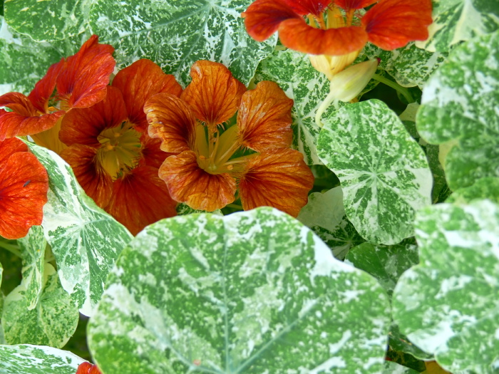  flower leaf plant nasturtium