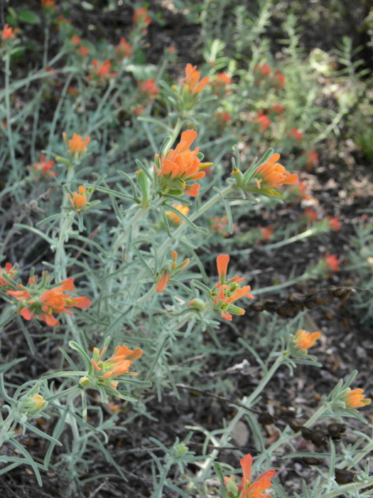 desert flower plant paintbrush