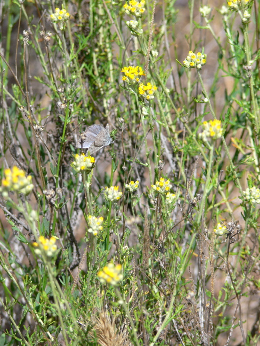 desert insect butterfly