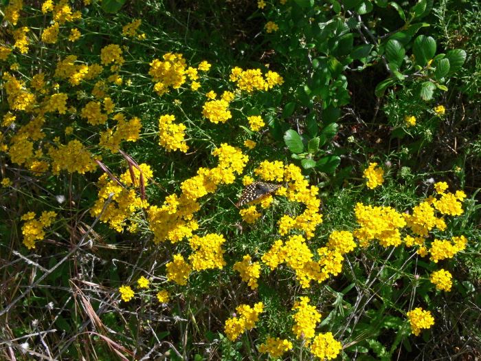 desert flower plant buttercup insect butterfly chalcedon checkerspot