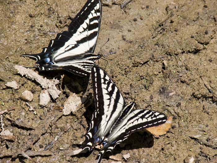  insect butterfly swallowtail