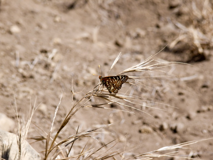  insect butterfly chalcedon checkerspot