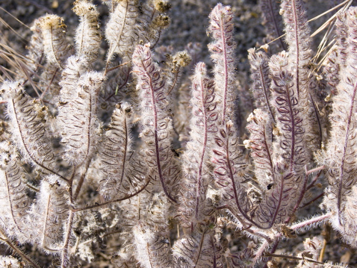  dry plant phacelia caterpillar phacelia