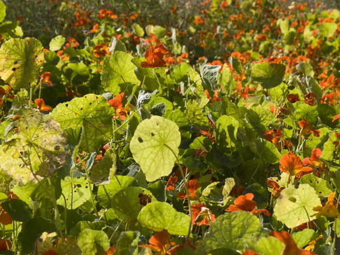  flower leaf plant nasturtium