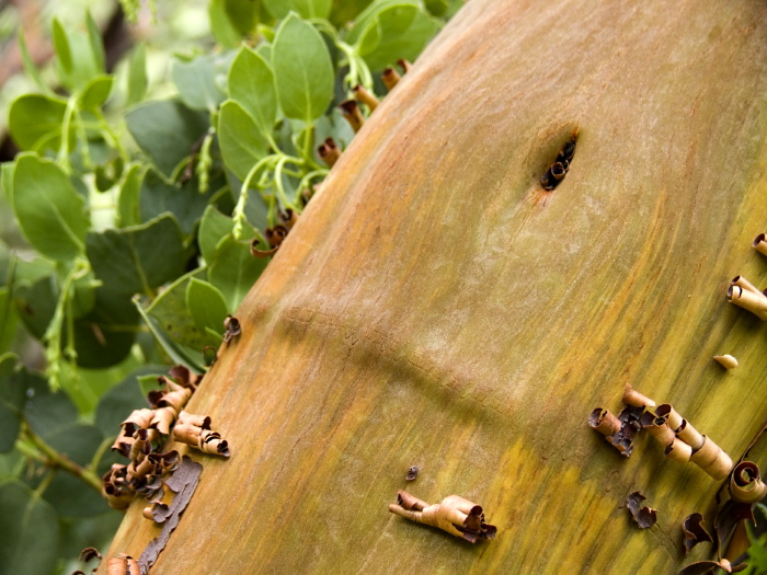  bark plant manzanita