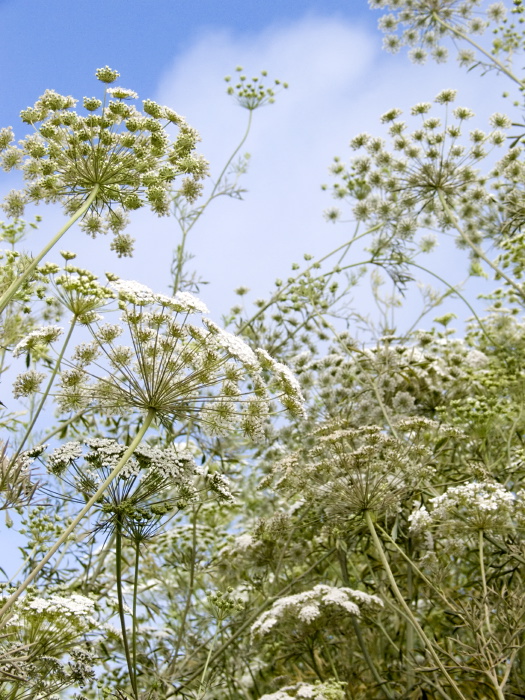  flower plant queen anne's lace