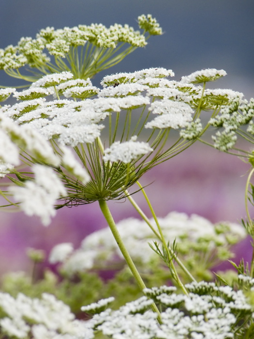  flower plant queen anne's lace