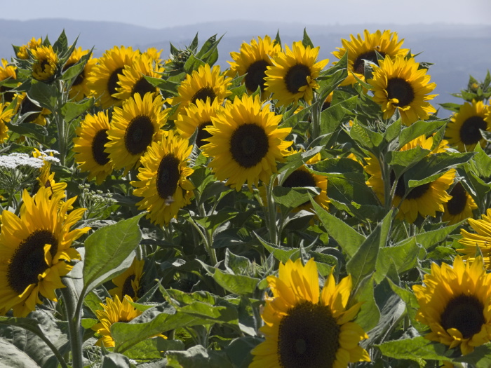  flower plant sunflower