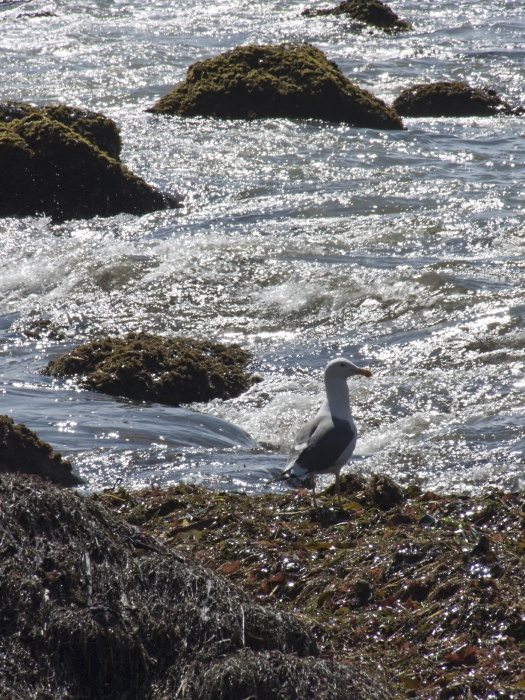 silhouette sea rock bird gull