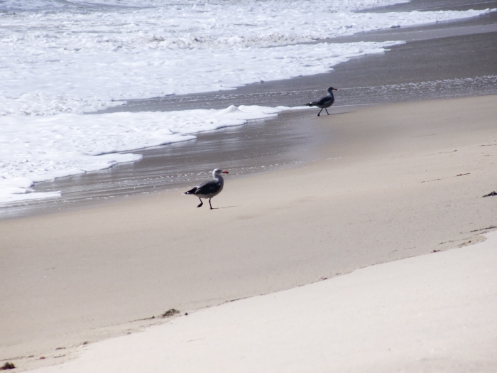 sea bird gull