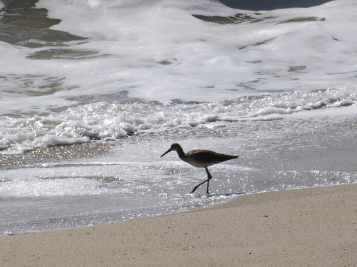 silhouette sea bird waterbird