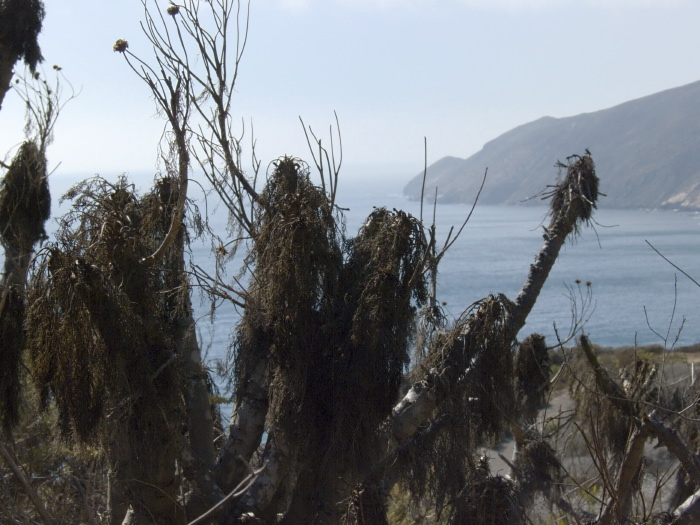 silhouette sea dry plant coreopsis