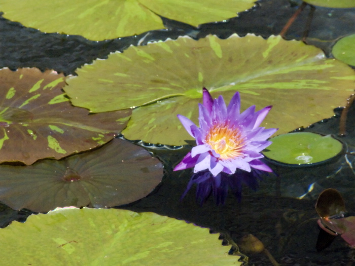 artifact flower plant waterplant