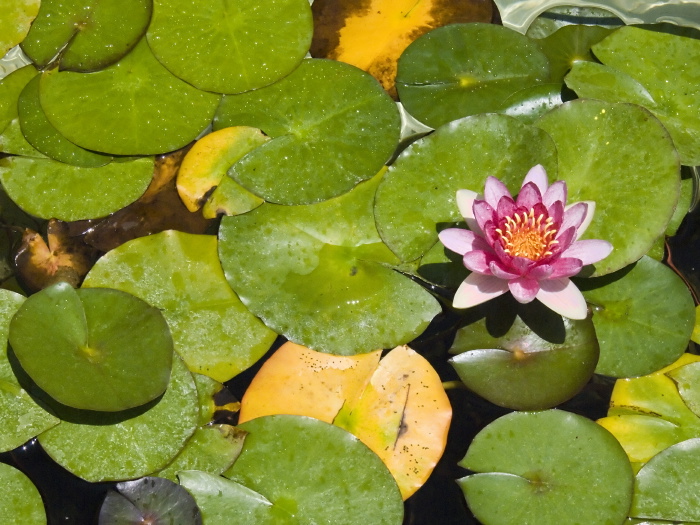 artifact flower plant waterplant