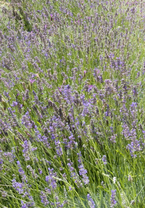 artifact plant grass