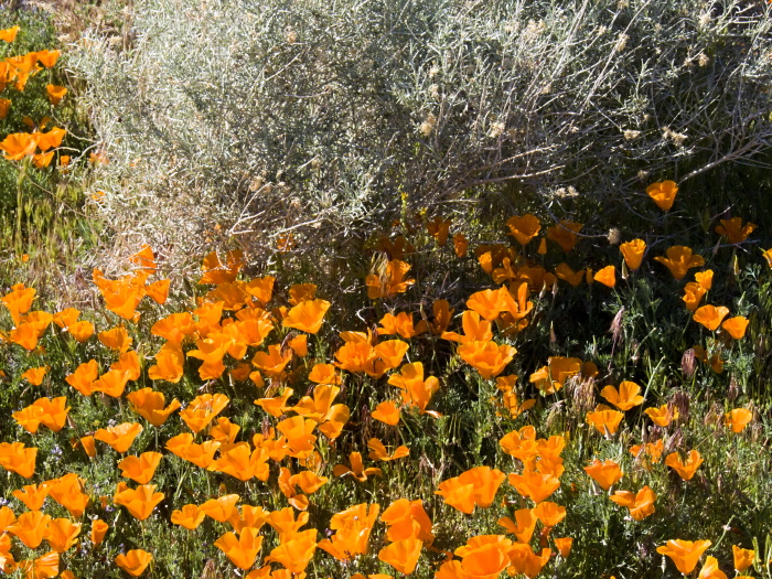  flower plant poppy