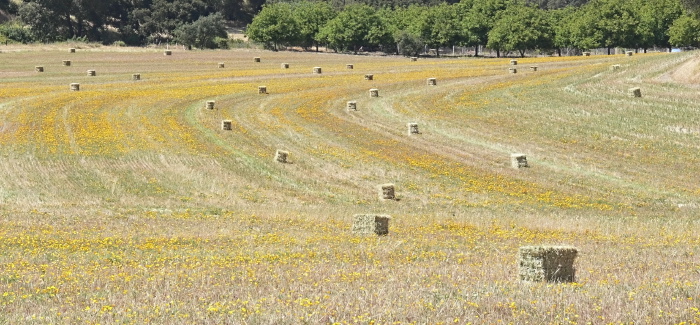 agriculture field