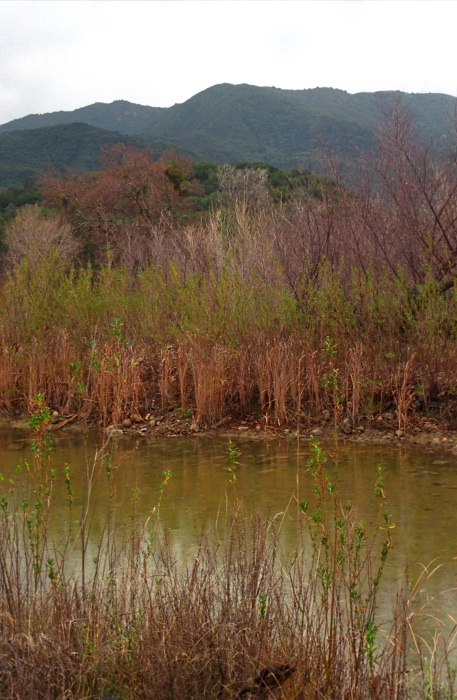 river plant grass