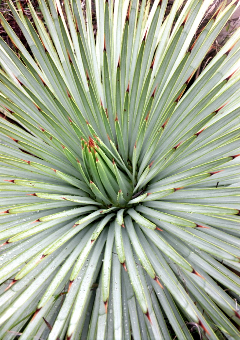  leaf plant succulent agave