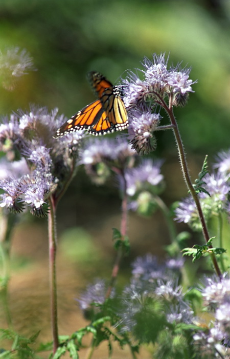 garden flower plant phacelia insect butterfly monarch