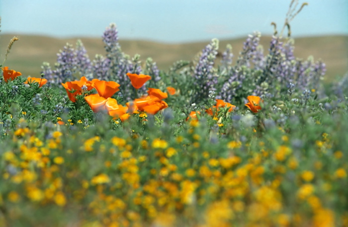 desert flower plant poppy