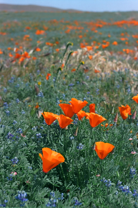 desert flower plant poppy