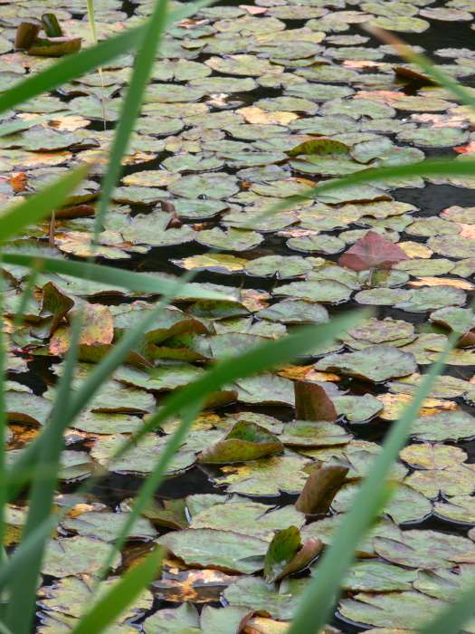  leaf plant waterplant