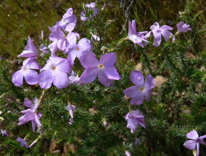  flower plant phlox prickly phlox