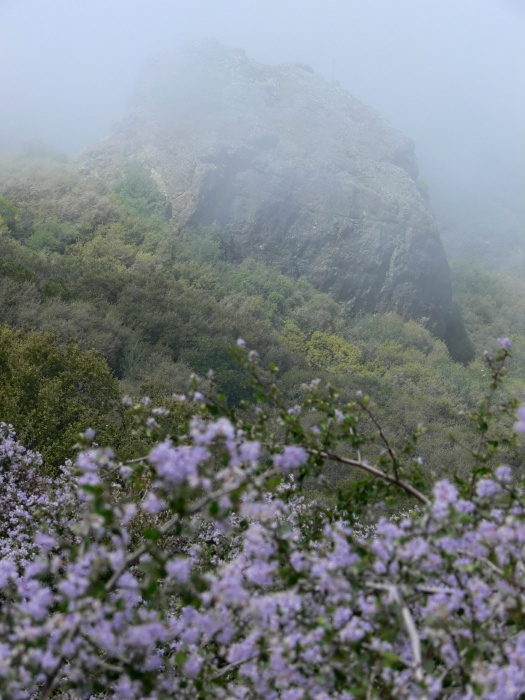 rock flower plant ceanothus