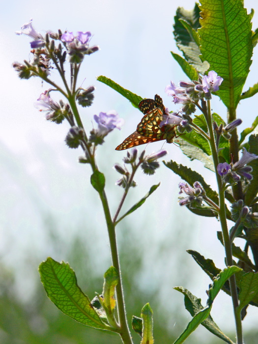 desert flower plant phacelia insect butterfly chalcedon checkerspot