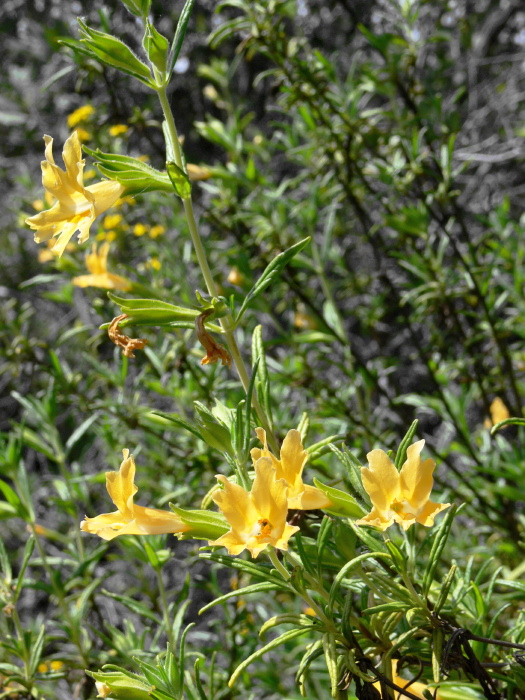 desert flower plant monkey flower