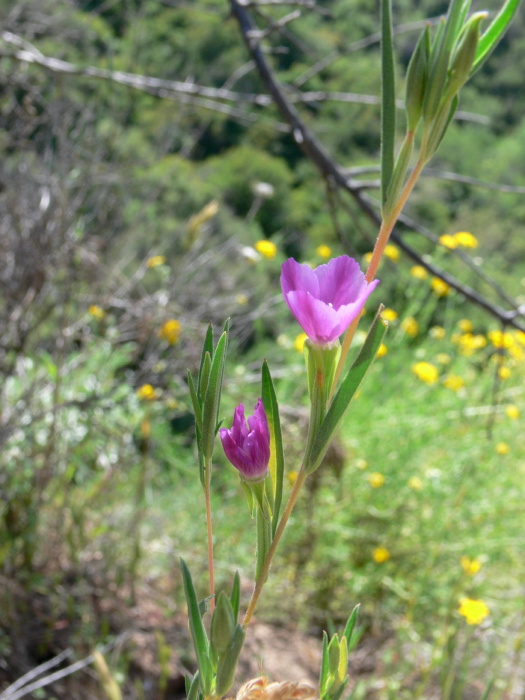 desert flower plant clarkia?