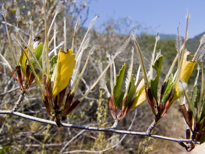  leaf plant mountain mahogany