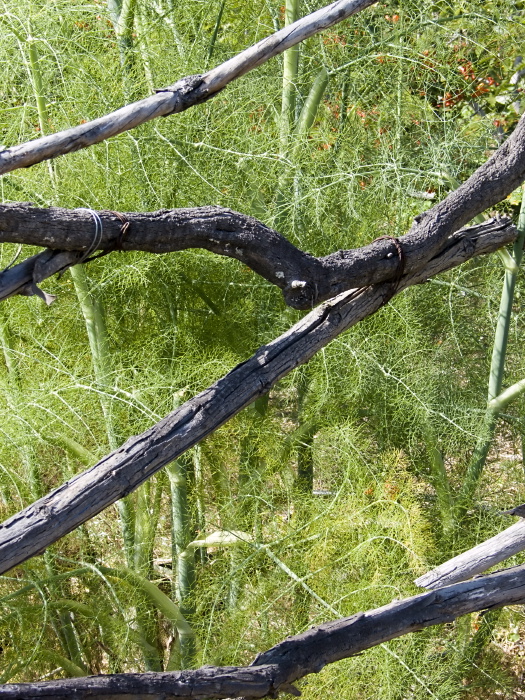 artifact garden plant fennel