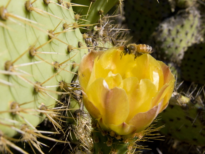  flower plant cactus insect bee