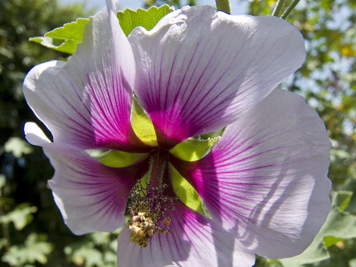 garden flower plant mallow