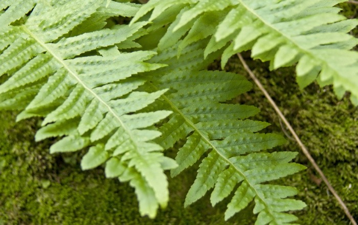 woods floor leaf plant fern