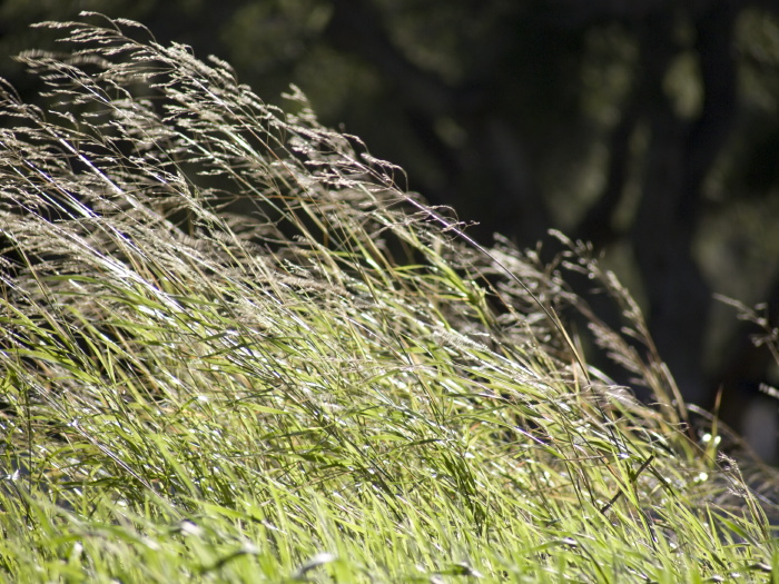 woods field plant live oak plant grass