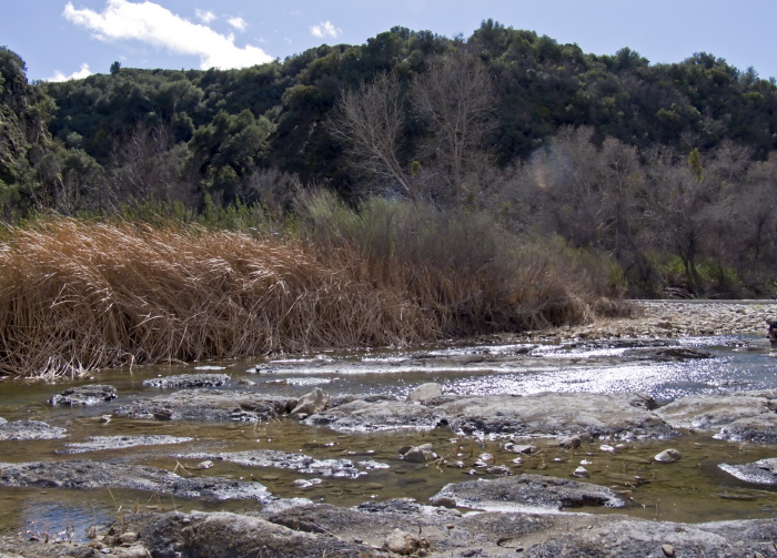 woods river