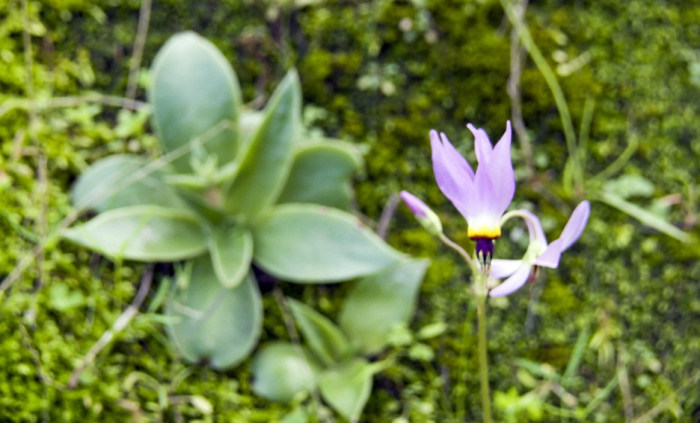 woods floor flower plant shooting star